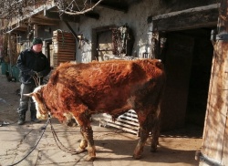 Po zaslugi Društva za zaščito konj so nedavno shirana bika iz hleva v  sevniški občini odpeljali in zdaj sta si že opomogla v Centru za rejne  živali (CRŽ) Pončo v Laškem.