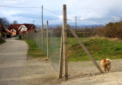 Kokoši ograja ne zanima. Kjer je kaj pozobati, tja gre. In tako se je romska kokoš znašla na sosedovem zemljišču.