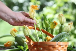 Hitreje, kot bomo bučki pobirali plodove, več jih bo delala. Najboljše so najmanjše bučke, užitni so tudi njeni cvetovi. (Shutterstock)