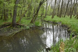 Poplavna ravnica je eno samo mokrišče, poraslo s črno jelšo in šašjem. (foto A. Hudoklin)