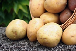 Krompir bo v pomoč pri odmaševanju por, ublažil bo tudi morebitne težave z mastno kožo in mozolji. (Dreamstime)