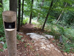 MTB Trail center Kočevje ima nov trail "Jezna čebela"
