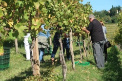 Lani so se ponujene cene za kilogram grozdja znižale na pet centov, po grožnjah z zeleno trgatvijo pa so jih določene kleti zvišale. (STA)