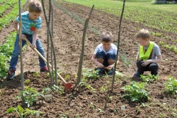 Šolski vrtovi so učilnice v naravi, šola za življenje in spoznavanje zdrave prehrane. (foto: H. Murgelj)