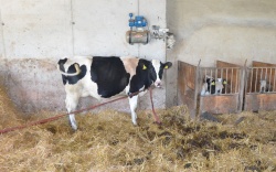 Za presušene krave bodo uredili globoki nastilj ali prost odhod na pašo. (foto: P. P.)