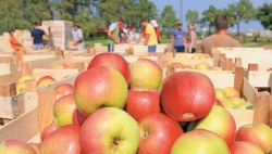 V zadnjih letih se je med živili v Sloveniji najbolj podražilo sadje.