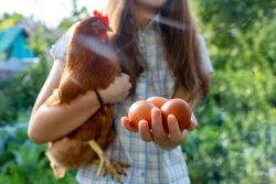 Vse kokoši, tudi tiste, ki jih imamo za domačo rabo, da nam ni treba kupovati jajc, bodo morale biti prijavljene in označene. (Foto: Shutterstock)