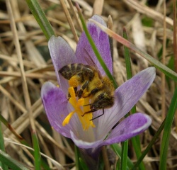 Pik čebele je lahko tudi smrtno nevaren.