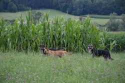 Potepuški psi še vedno ustrahujejo prebivalce MO Novo mesto. (Foto: R. M.)