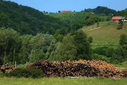 Lesa v slovenskih gozdovih za oskrbo z drvmi je dovolj, a zaplete se že pri iskanju izvajalcev sečnje in spravila. (Foto: Črtomir Goznik)