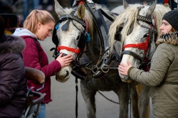 FOTO: Blagoslov konj in dan samostojnosti in enotnosti v Semiču