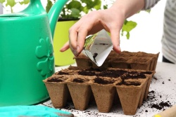 Tudi seme solatnic lahko že posejete v korita.