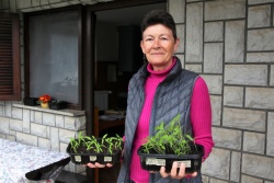 Milena Šmalc vzgaja svoje sadike. Vrtnarjenje je v Ameriki zelo pogrešala. (Foto: M. Ž.)